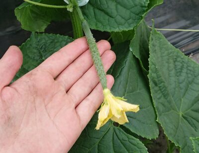 キュウリの育て方 最も素直でデリケートな野菜 こまめな管理をしましょう さびまりの野菜栽培ブログ