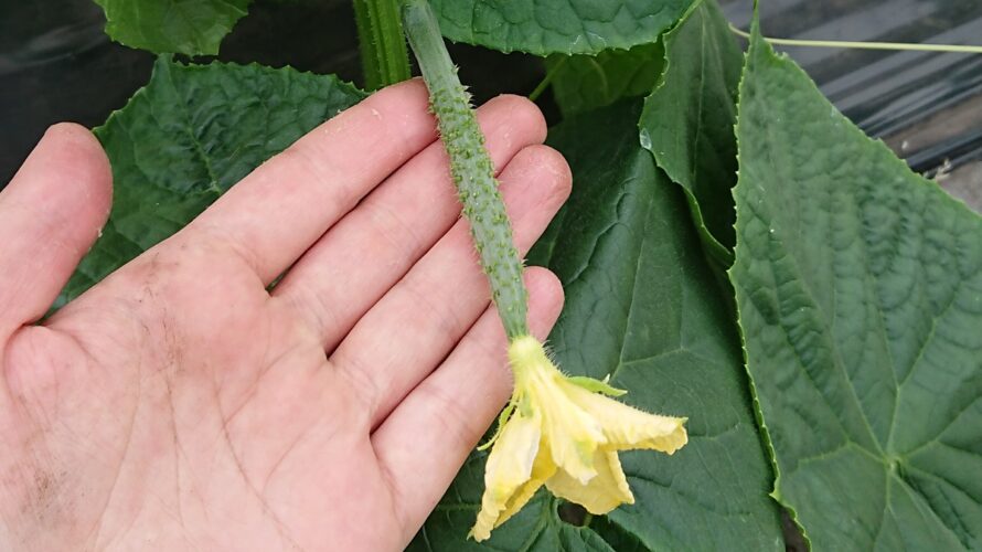 キュウリの育て方【最も素直でデリケートな野菜、こまめな管理をしましょう】
